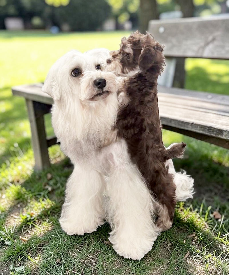 都島・北区の一時預かり,ペットシッター,トリミング,ペットホテル